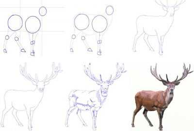 Как нарисовать красивого олененка