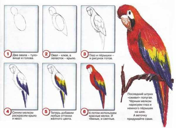 Как нарисовать попугая карандашом для детей