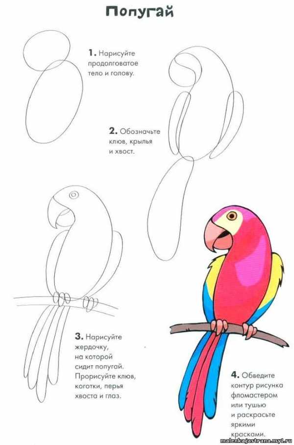 Нарисовать попугая для детей 5 6 лет