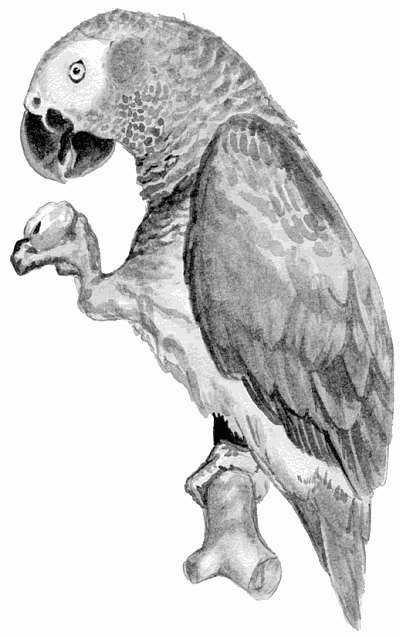 Каролинский попугай рисунок карандашом