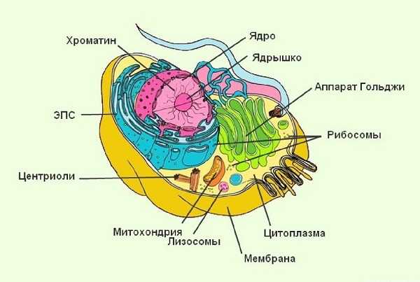 Рисунок животной клетки с органоидами