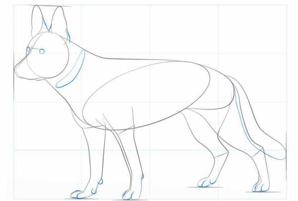 Как поэтапно нарисовать овчарку карандашом поэтапно