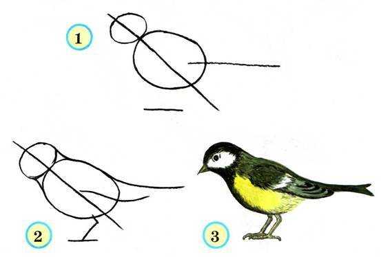 Как нарисовать синичку поэтапно для детей