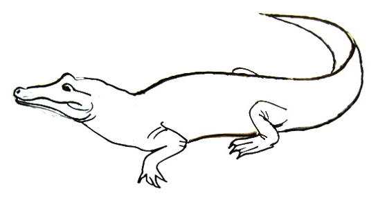 Как рисовать крокодила поэтапно