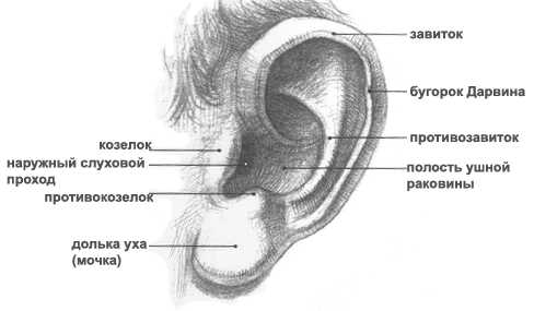 Ухо человека рисунок с подписями