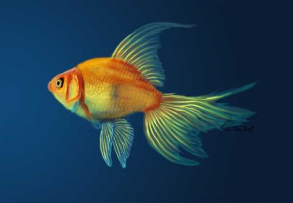Золотая рыбка фото сказка