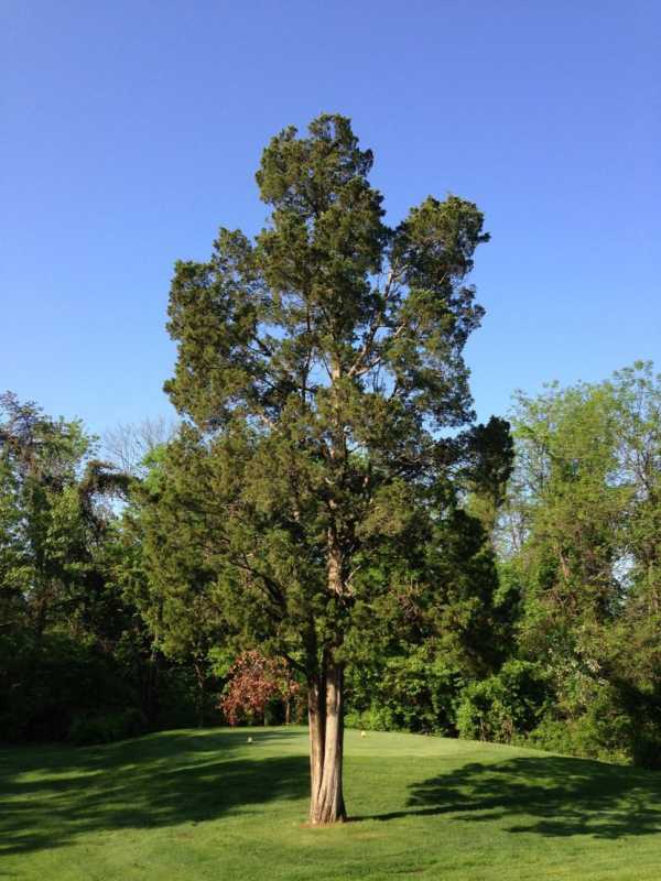 Как выглядит кедровое дерево с кедровыми шишками фото и описание