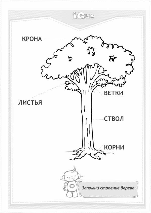 Схема дерева для детей