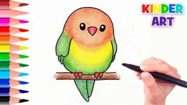 Как пошагово нарисовать попугая