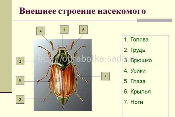 Полезные и вредные насекомые картинки для детей