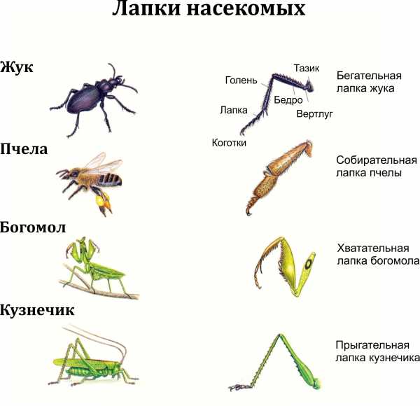 Схема насекомые для дошкольников