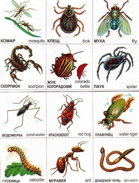 Картинки насекомые для детей 5 6 лет
