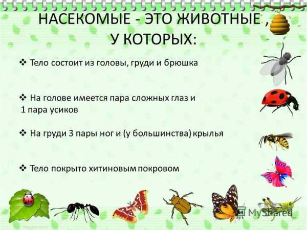 Лучшая энциклопедия в картинках для малышей насекомые