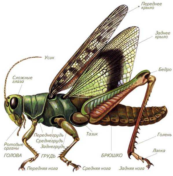 Полезные и вредные насекомые картинки для детей