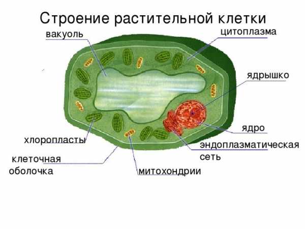 Рассмотрите рисунок растительной клетки