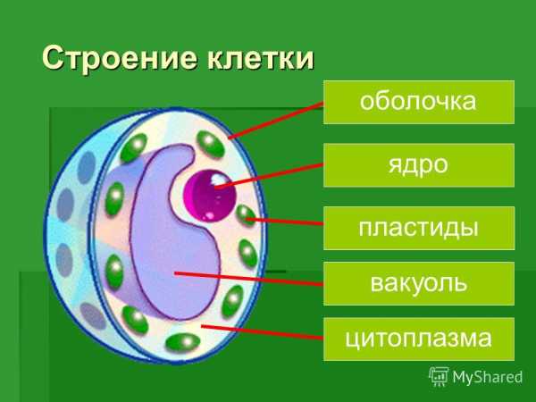 На рисунке растительной клетки цифра 4 обозначает