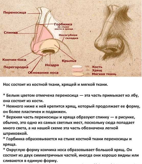 Как нарисовать курносый нос