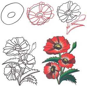 Рисуем цветы карандашом поэтапно для начинающих
