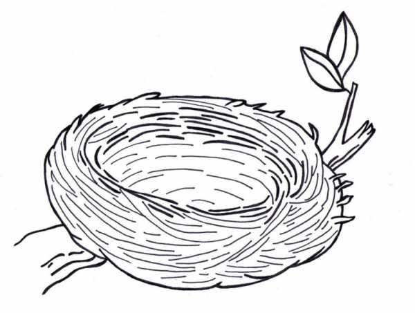 Как нарисовать ласточкино гнездо