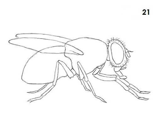 Муха нарисовать ребенку