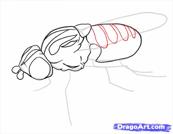Рисуем муху поэтапно