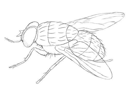 Как нарисовать муху поэтапно