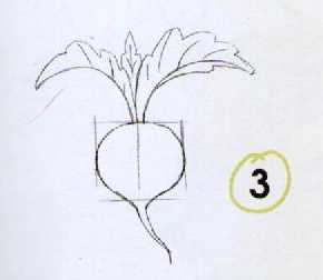 Как нарисовать редиску карандашом поэтапно для детей