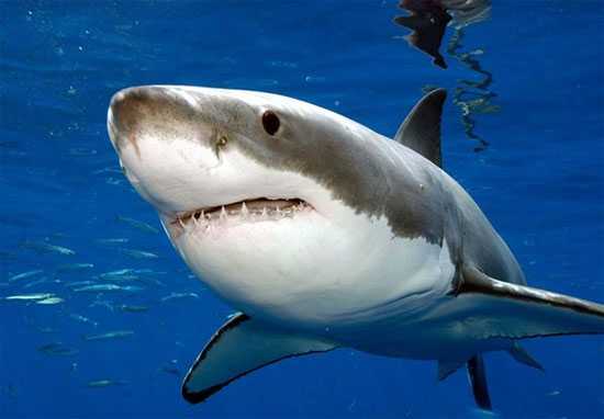 Фото акула из икеи на белом фоне