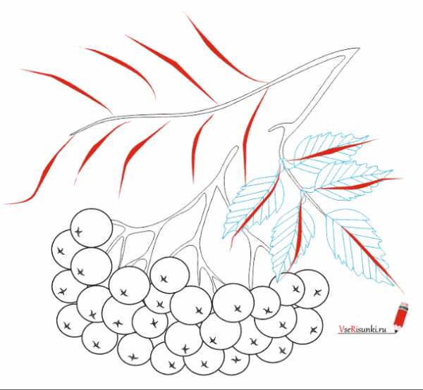 Нарисовать рябину ребенку