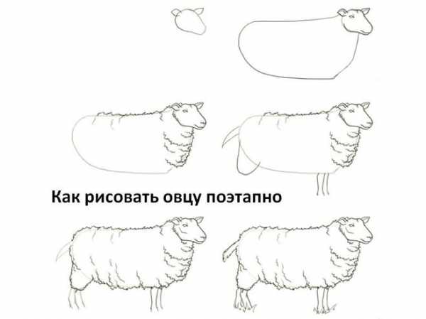 Рисовать барашка поэтапно