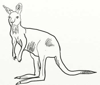 Как нарисовать кенгуру 2 класс