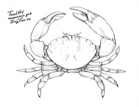 Как нарисовать краба для детей 7 лет