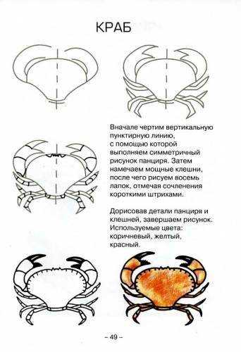 Как нарисовать краба для детей 7 лет