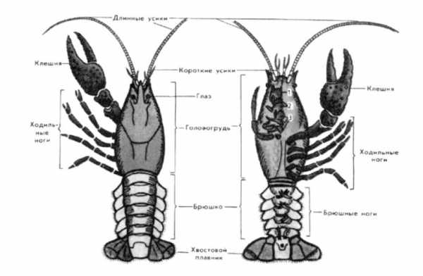 Сравните по рисунку конечности речного рака чем они различаются объясните причины этих различий