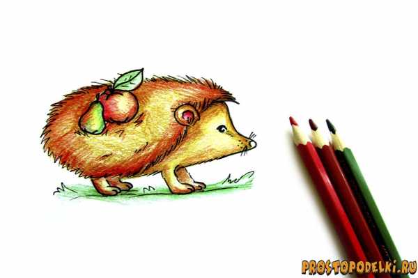 Как нарисовать ежа карандашом легко
