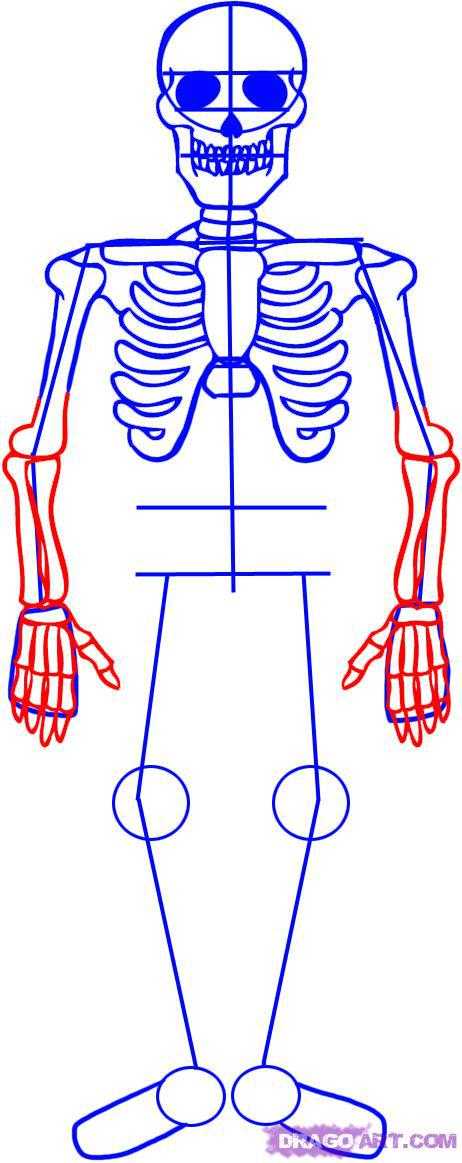 Скелет человека рисунок для детей