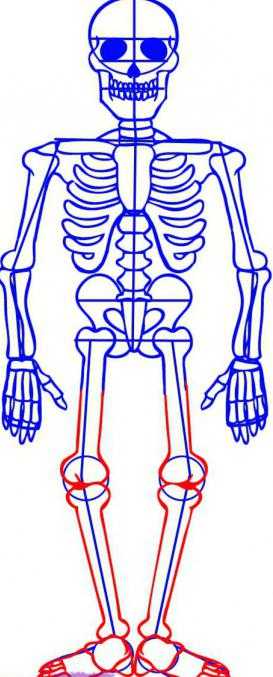 Скелет человека рисунок биология