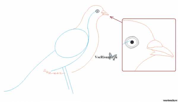 Глаз голубя рисунок