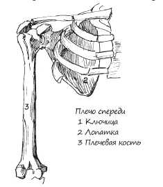 Скелет плеча человека