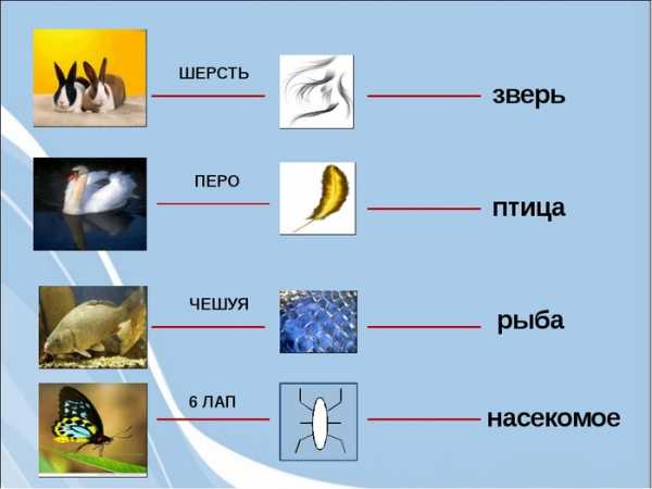 Объедини изображенных животных в группы нарисуй стрелки