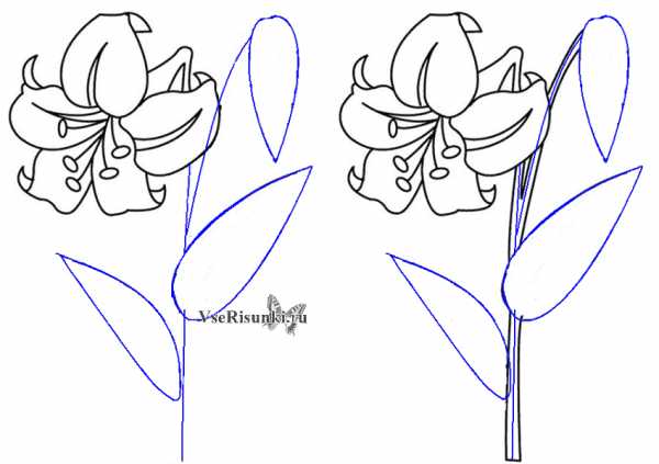 Как поэтапно карандашом нарисовать лилию карандашом поэтапно