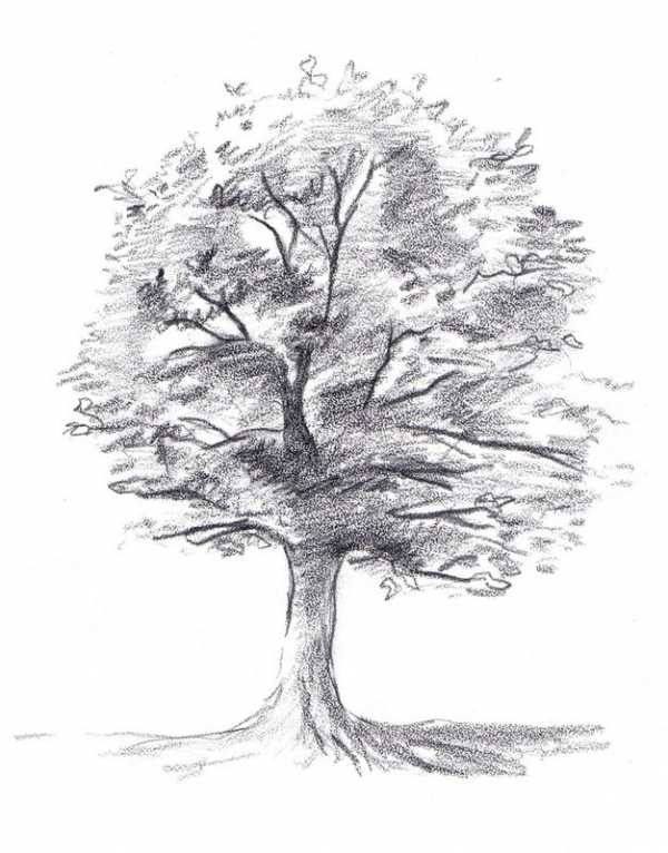 Рисунок дерево карандашом поэтапно для начинающих – Как нарисовать .