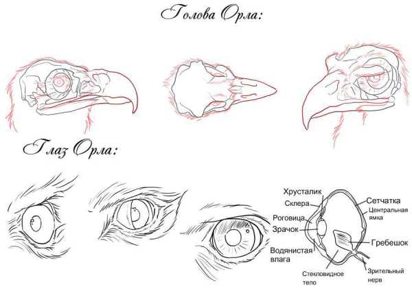Как рисовать беркута