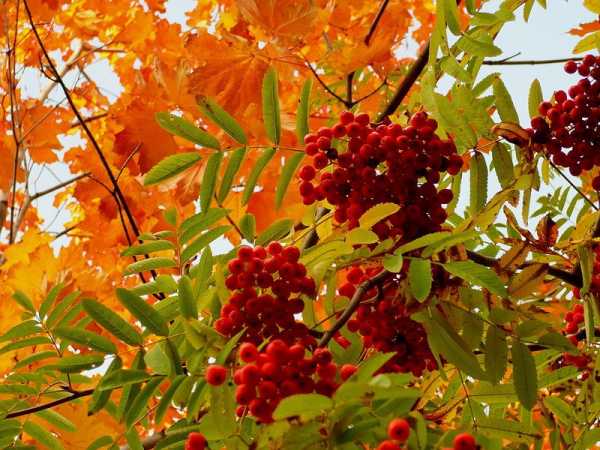 Осенние рябины листья картинки