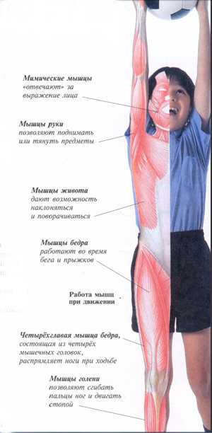 На рисунке цифрами 123 обозначены соответственно мышцы