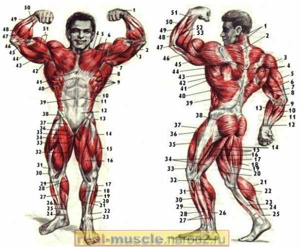 Строение человека мышцы фото с надписями у женщин