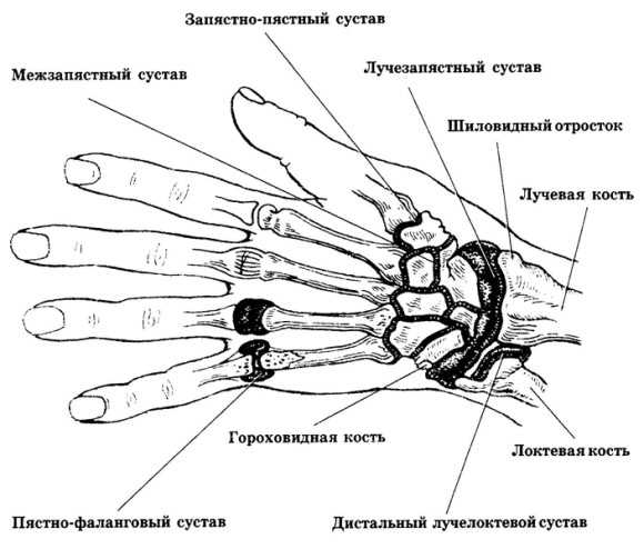 Кость руки человека фото с описанием костей