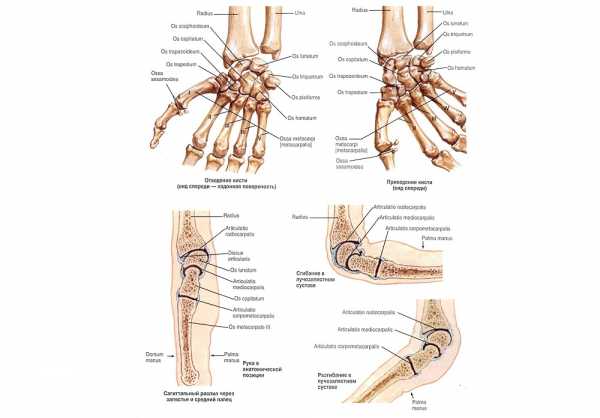 Строение руки человека с названиями в картинках кости