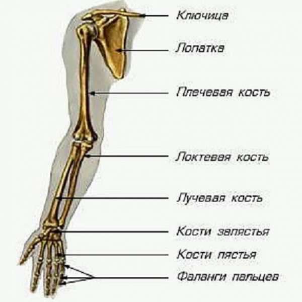 Кости человека картинки для детей