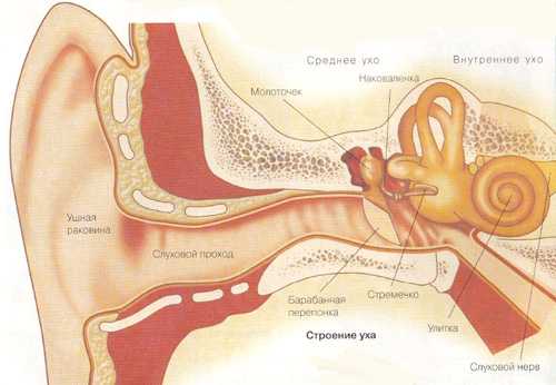 Ухо в разрезе картинки человека строение